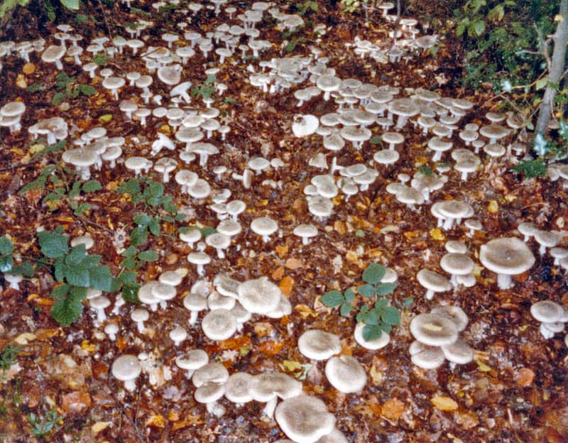 Hertfordshire fungi observations 2022- Kerry Robinson