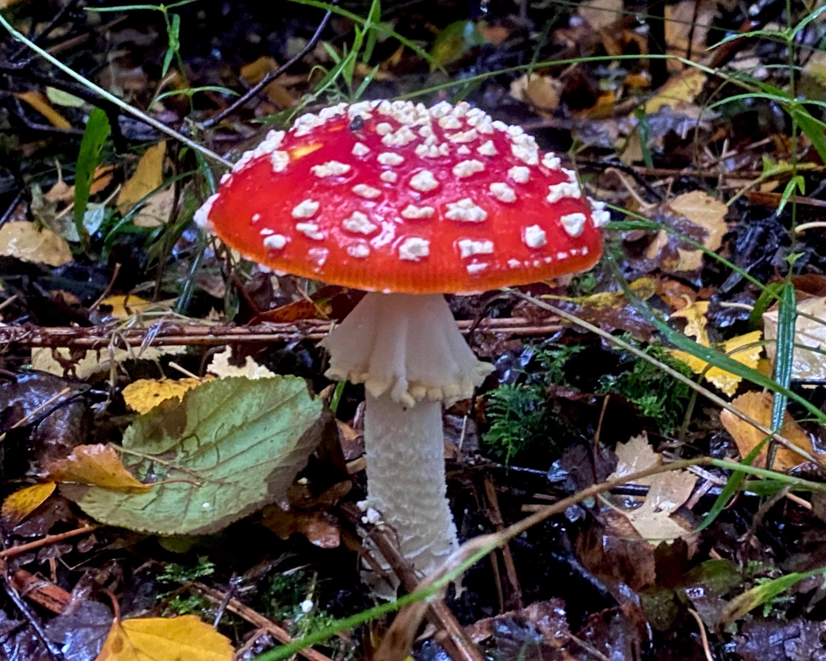 Cheery autumn fungus